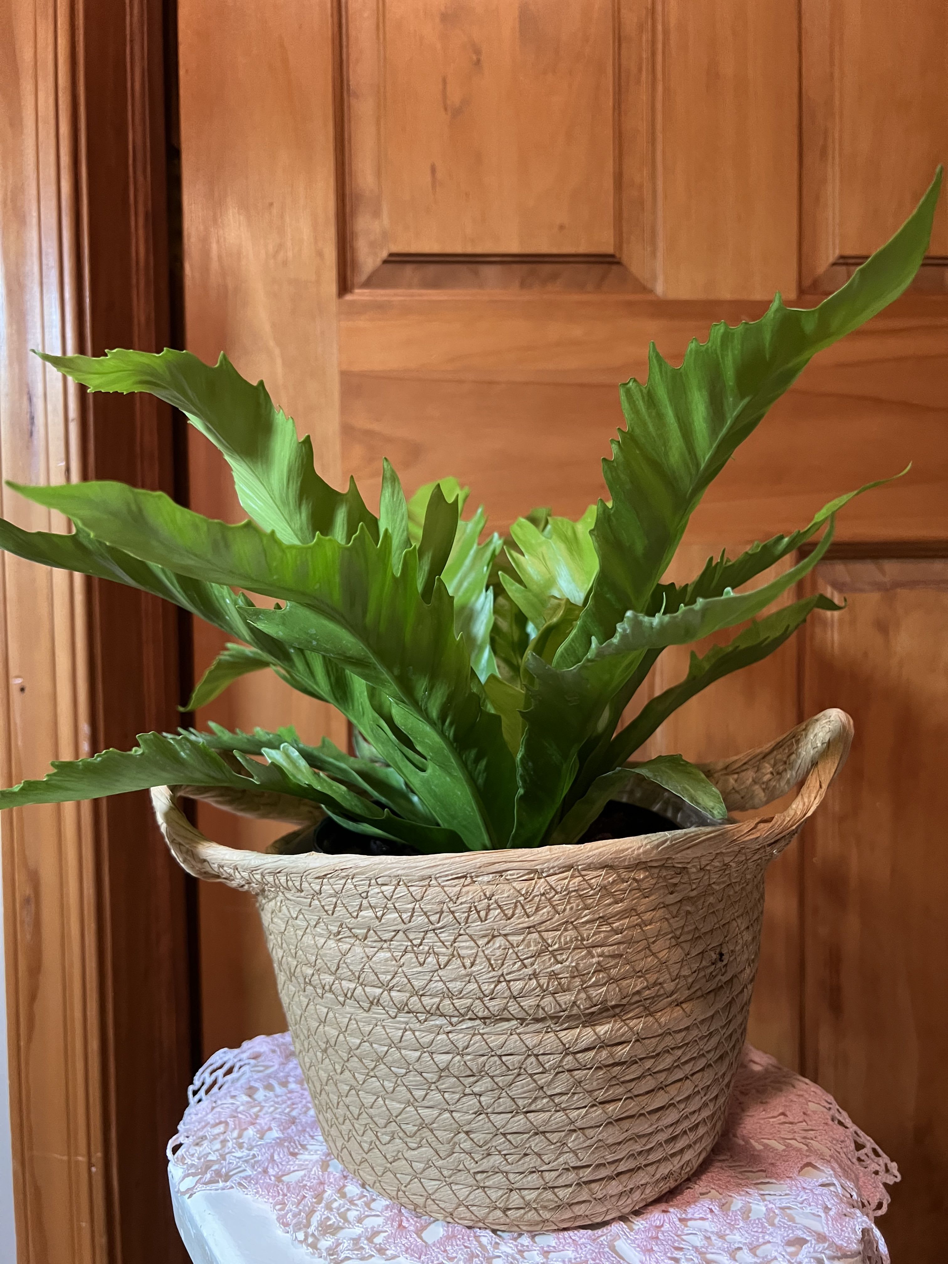 Bird Nest Fern - 6" Bird Nest Fern in a plastic container. Easy to care for indoor plant. Find instructions listed in our blog posts. 