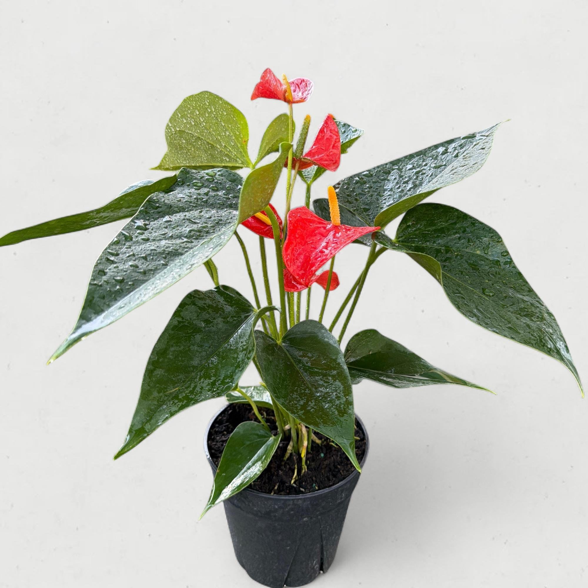 6” Red Anthurium (The Flamingo Flower) - Exotic, bold, and undeniably glossy, the Red Anthurium (Anthurium andraeanum) is the ultimate living statement piece. Known for its heart-shaped "flowers"—which are actually modified waxy leaves called spathes—this 6-inch potted plant brings a permanent pop of high-gloss crimson to any indoor space. Often called the "Flamingo Flower," it is one of the longest-blooming houseplants in the world, with individual blooms lasting for months at a time.
