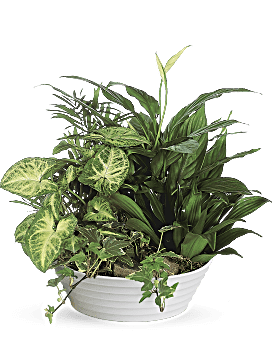 Potted houseplant arrangement in a white bowl planter
