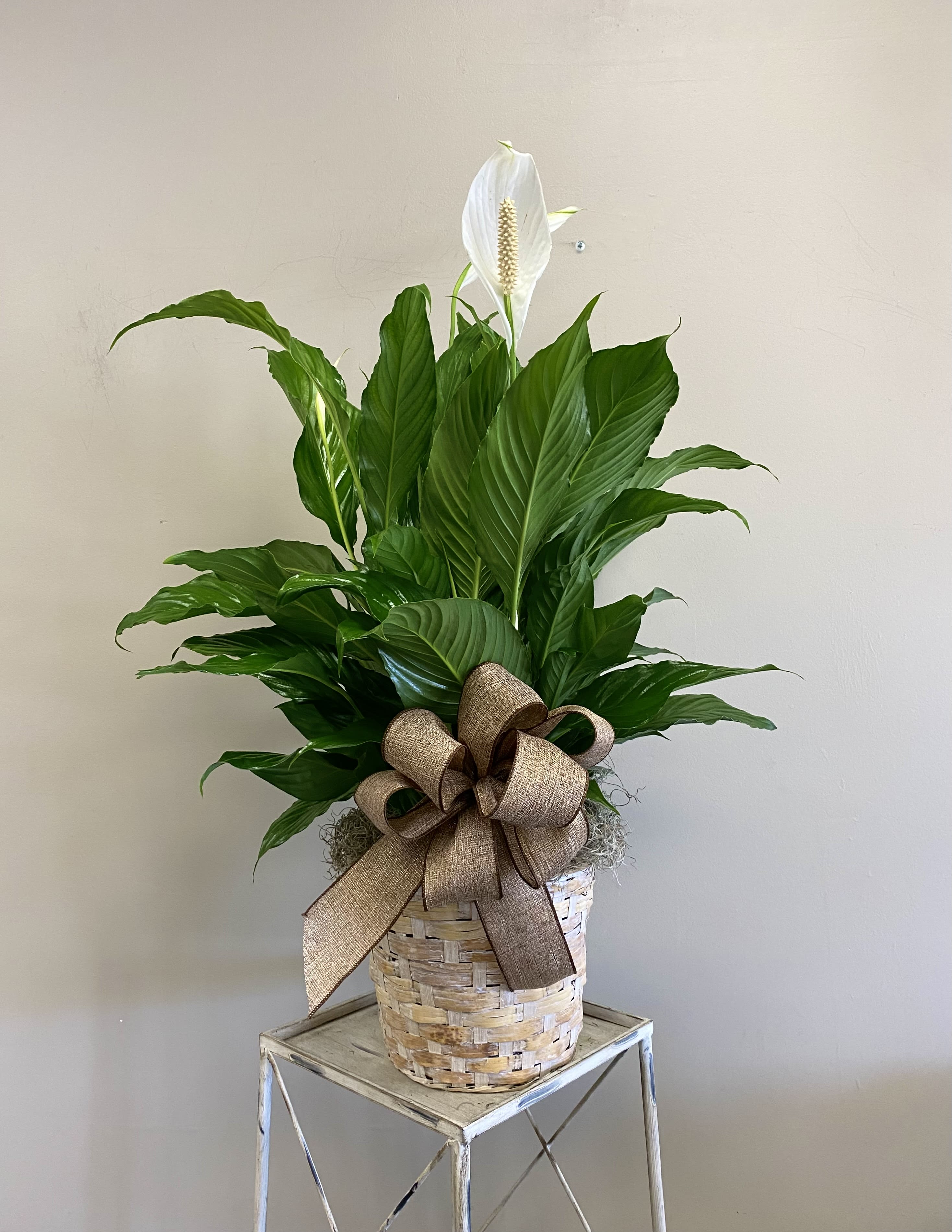 Tall peace lily plant with a white bloom in a woven basket with a large brown bow.