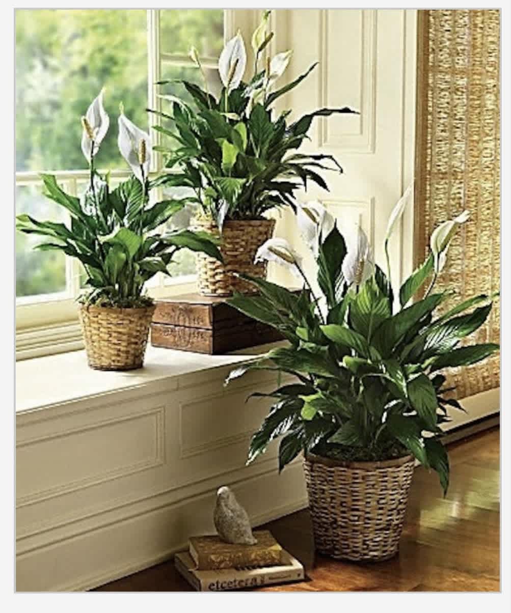 Beloved Peace Lily - Send your condolences with this Spathiphyllum (Peace Lily) plant. Select from 6 inch, 8 inch or 12 inch size.