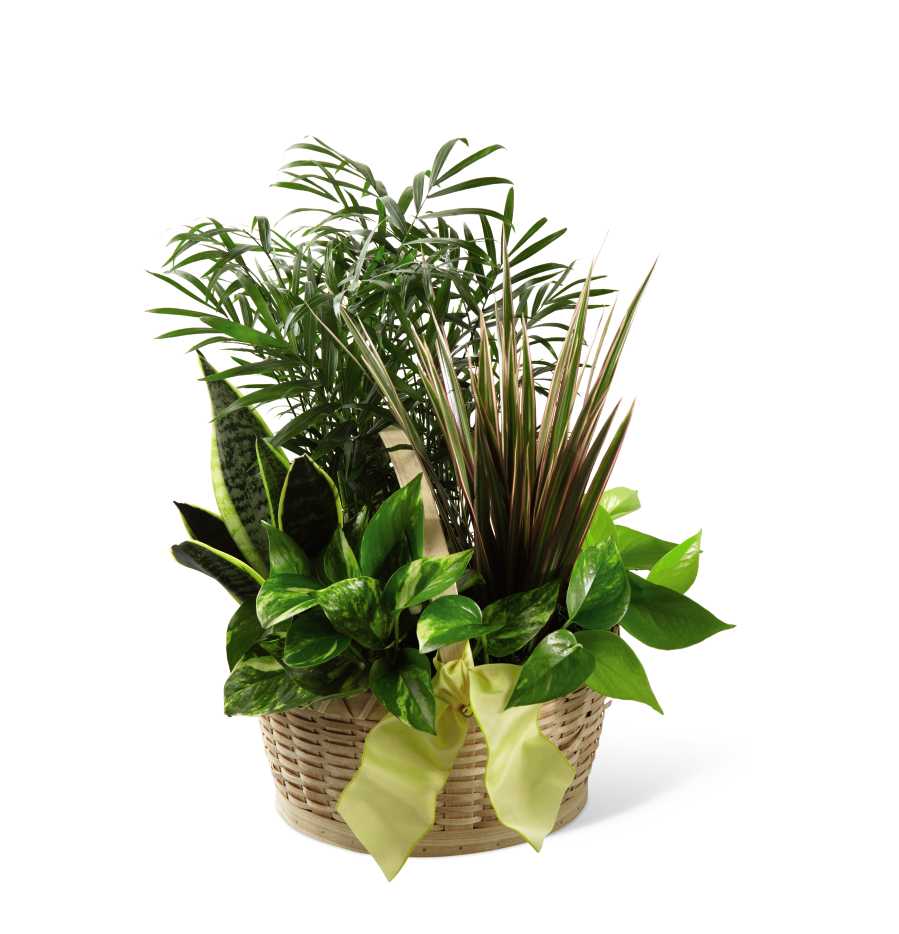 Basket of assorted green houseplants with a pale ribbon