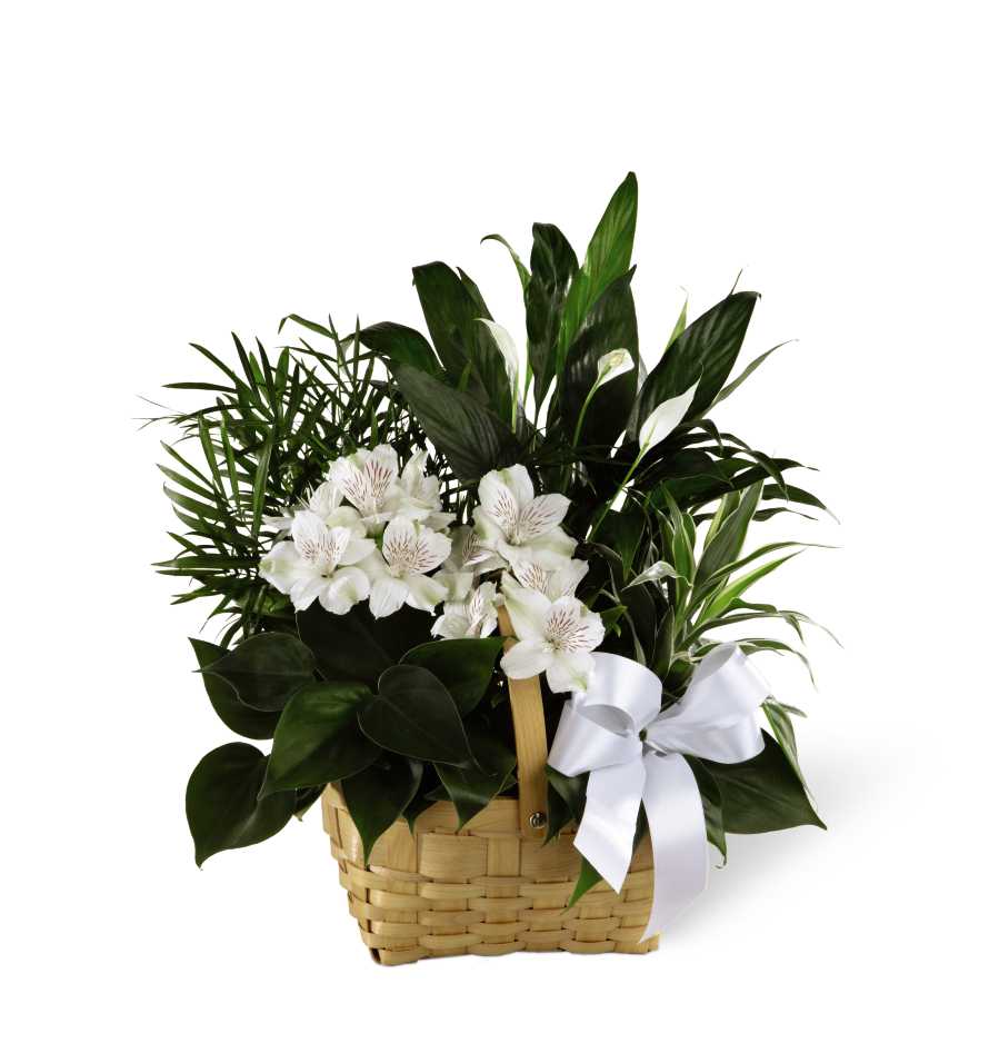 White flowers in a woven basket with dark green foliage and a white ribbon