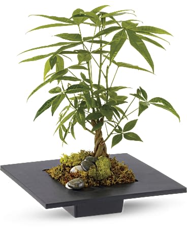 Potted money tree plant in a shallow black tray with moss and stones