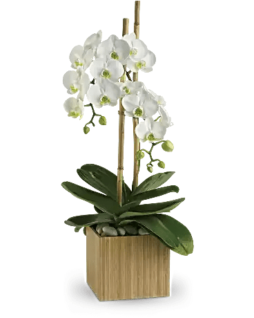 White orchid plant in a square wooden planter