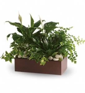 Rectangular planter with lush green houseplants and white stones