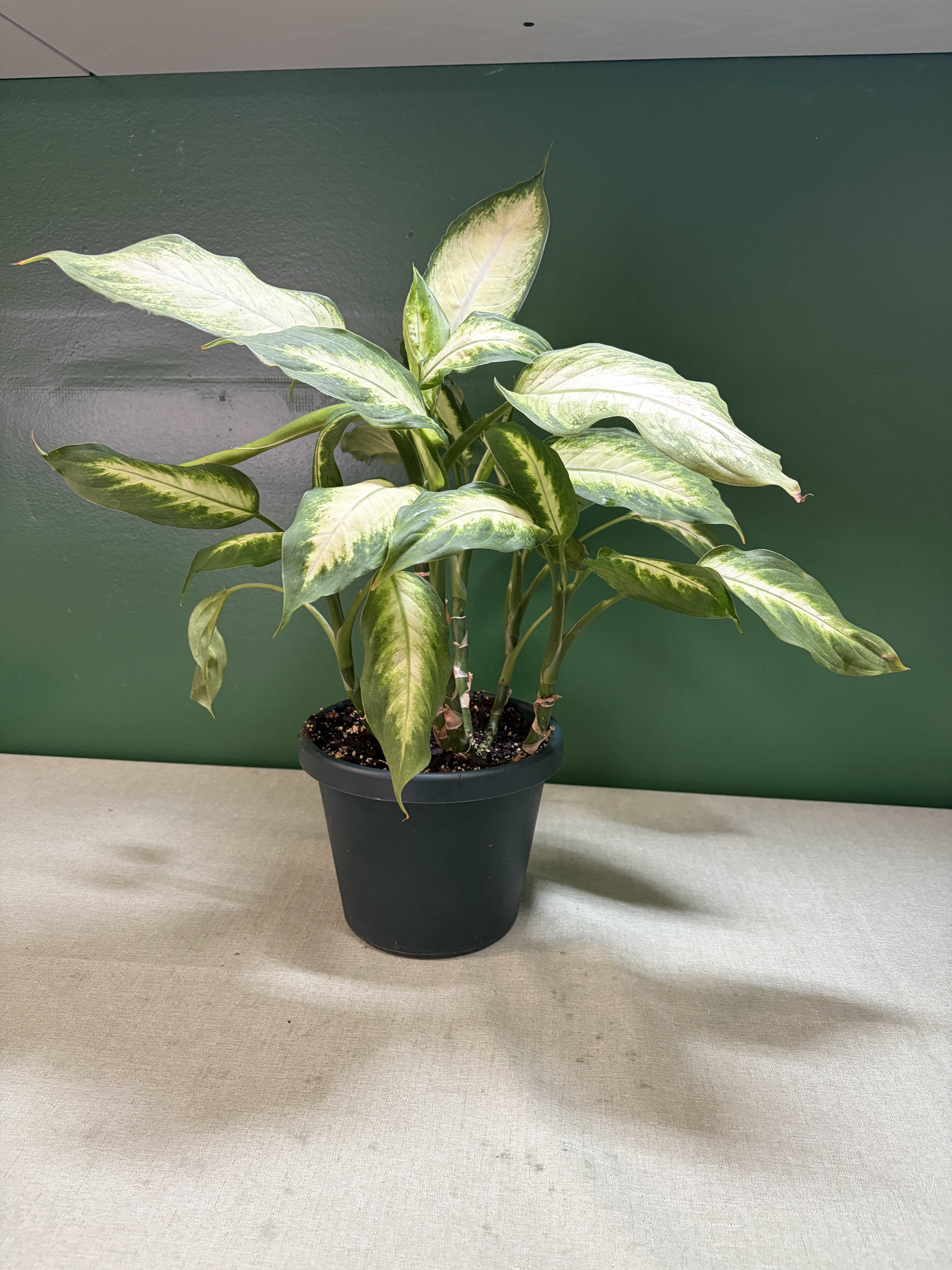 Potted variegated houseplant with green and cream leaves in a black nursery pot