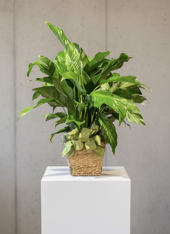 Large peace lily in seagrass container - Large peace lily