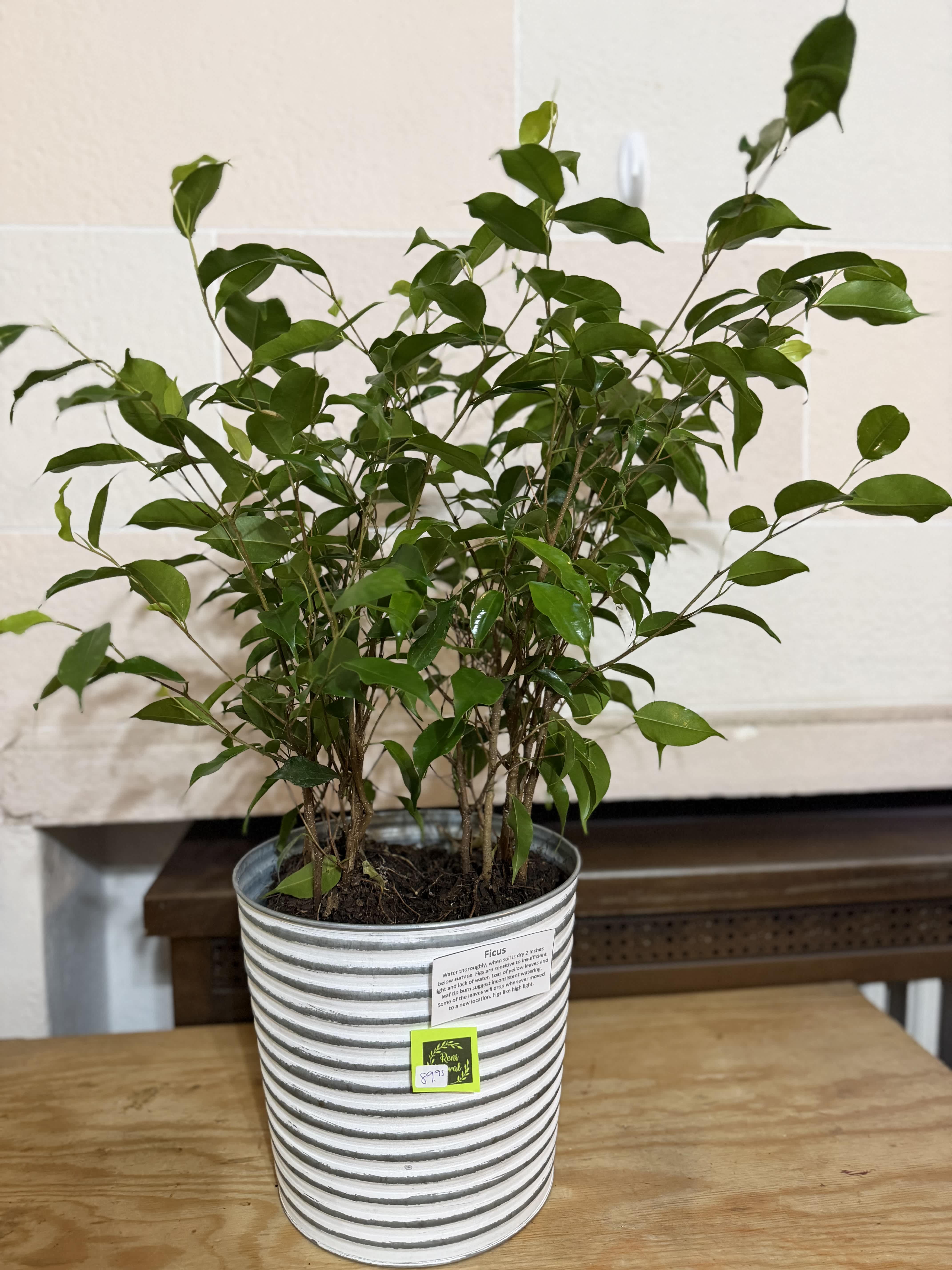 Potted ficus plant in a striped metal container