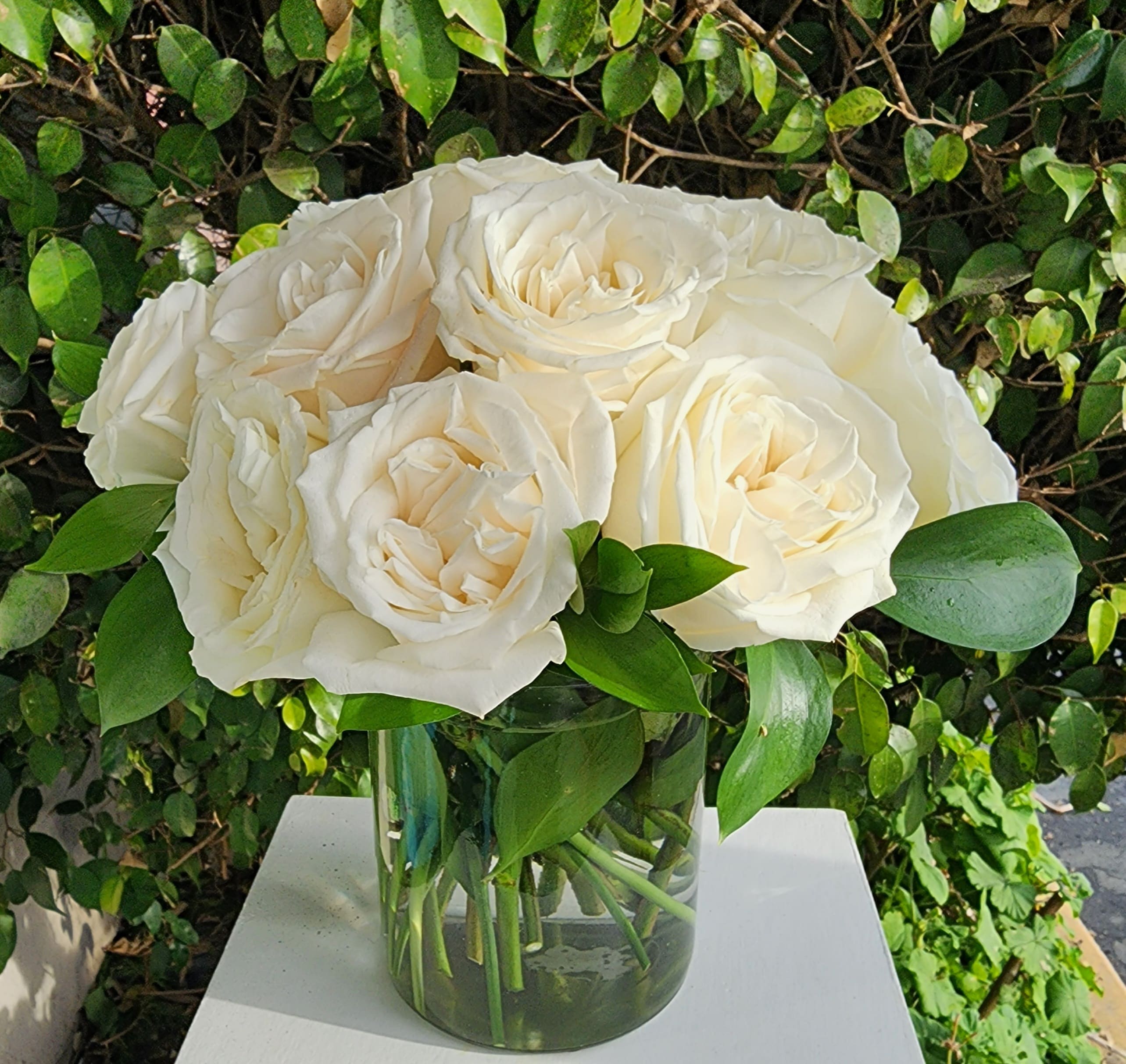 Blissful Blooms - 12 perfectly bloomed  white playa blanca roses with Isreal ruscus and a glass cylinder vase. Upgrades will get more roses.  