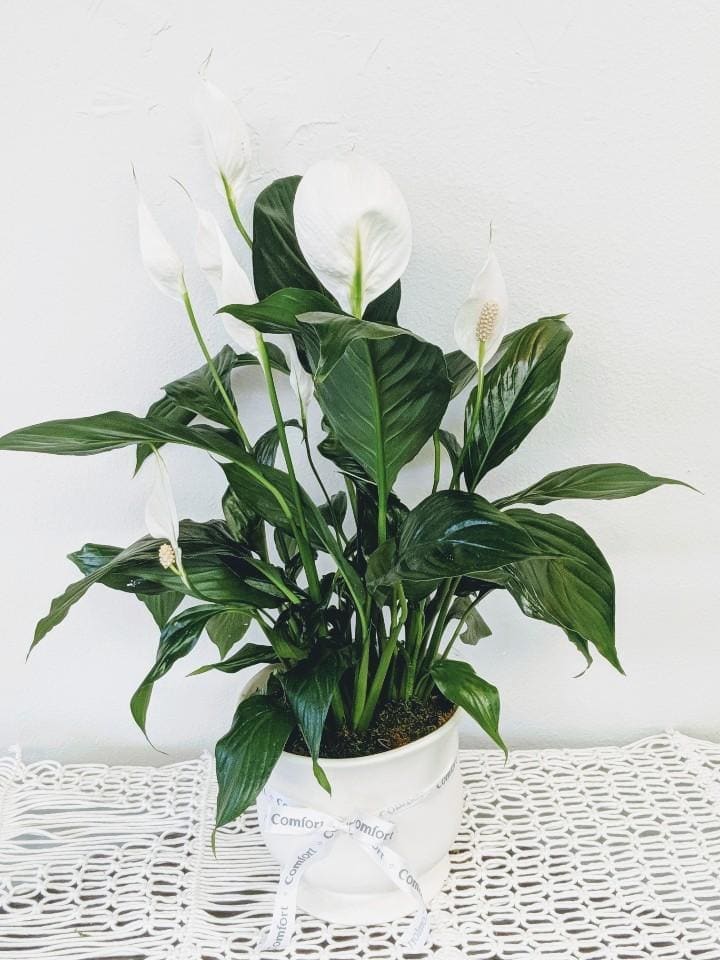 White peace lilies in a white pot with a ribbon