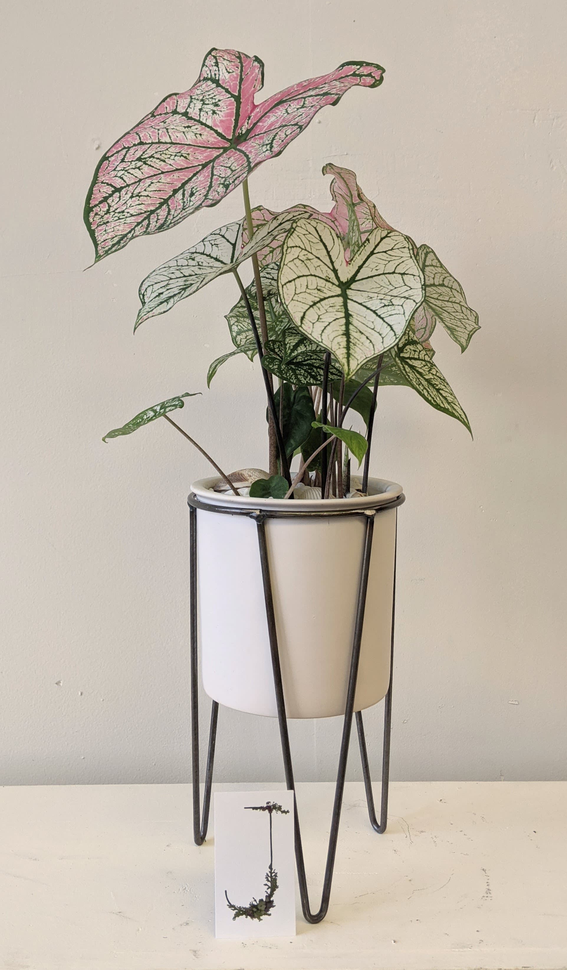 Potted caladium plant in a white planter on a black metal stand