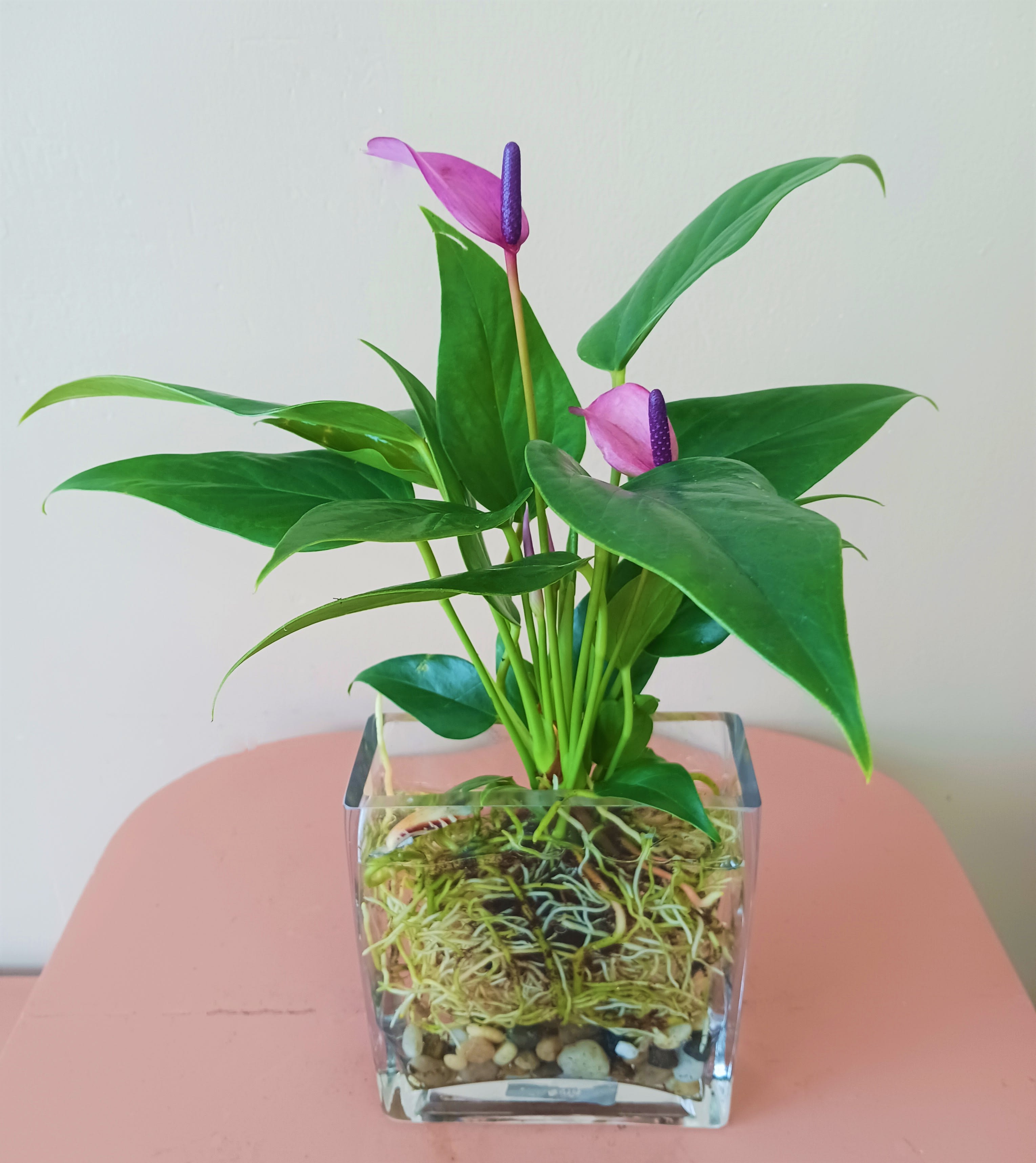 Potted anthurium plant with pink flowers in a clear glass container