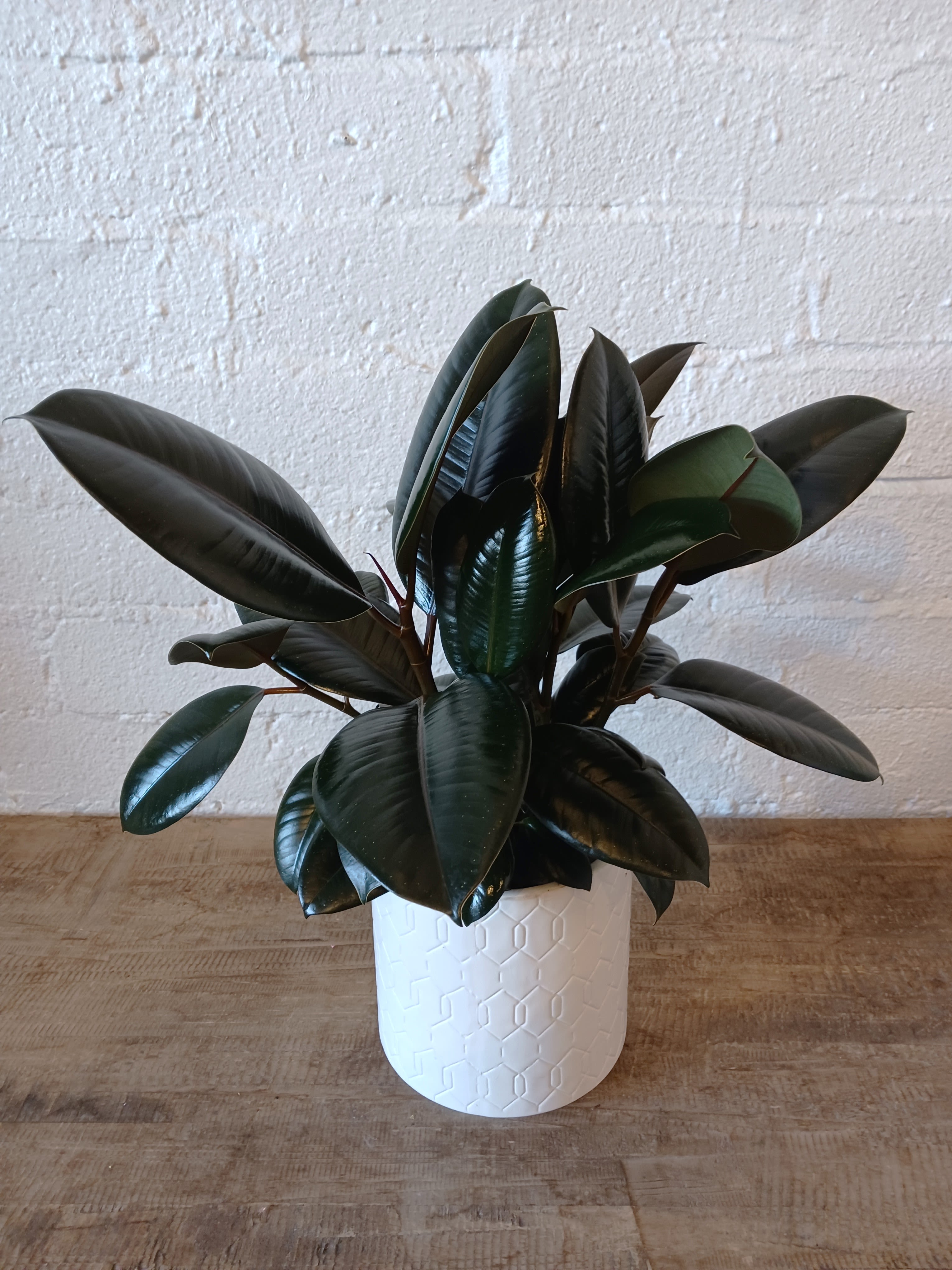 Potted rubber plant with dark glossy leaves in a white planter