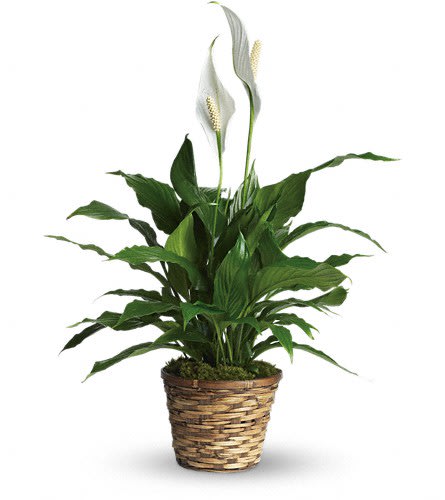 Potted peace lily plant with white blooms in a woven basket