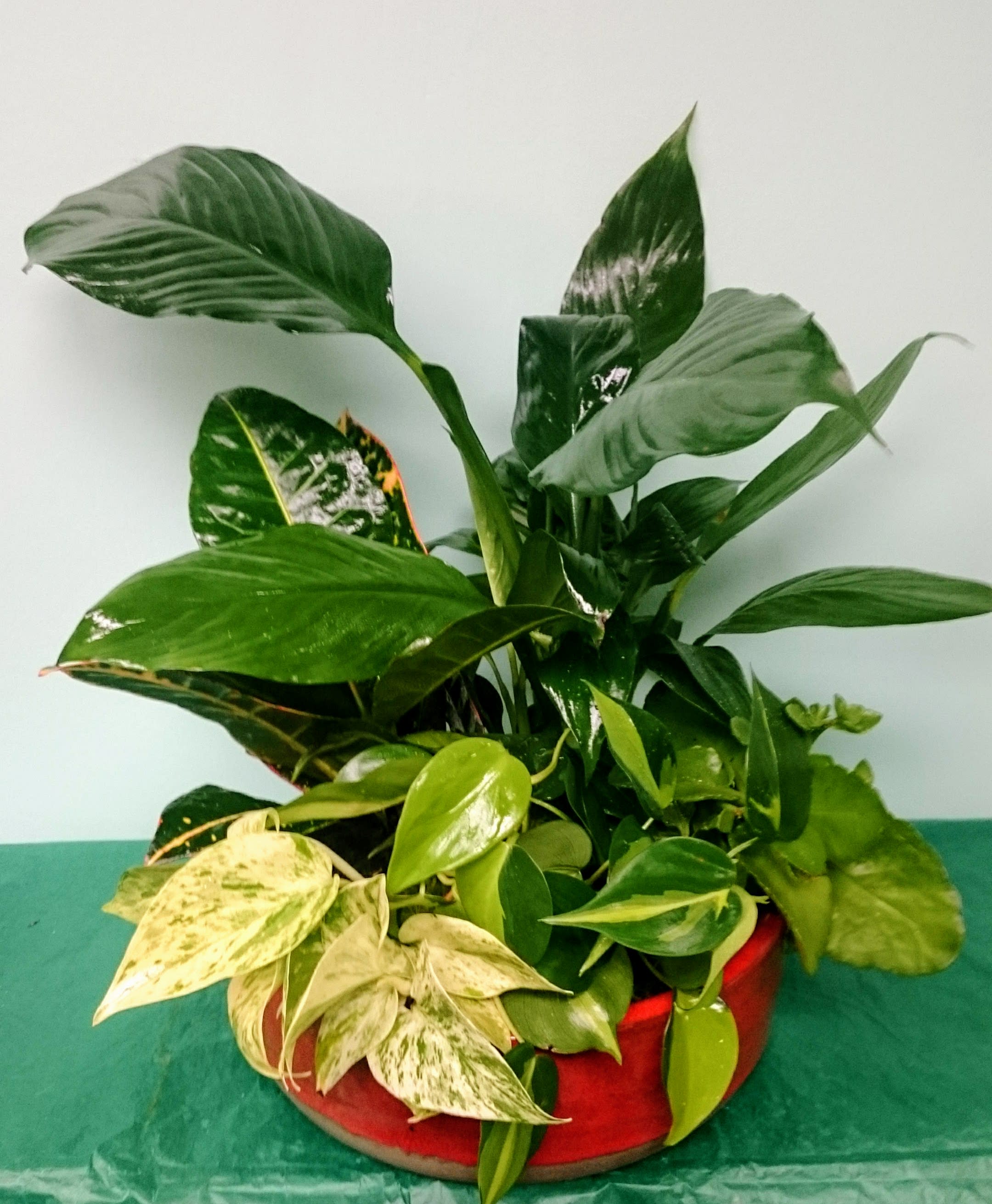 Viridescent Garden - A wonderful variety for any home or occasion bring the feeling of the outdoors in with this medium dish garden filled with beautiful lush plants.