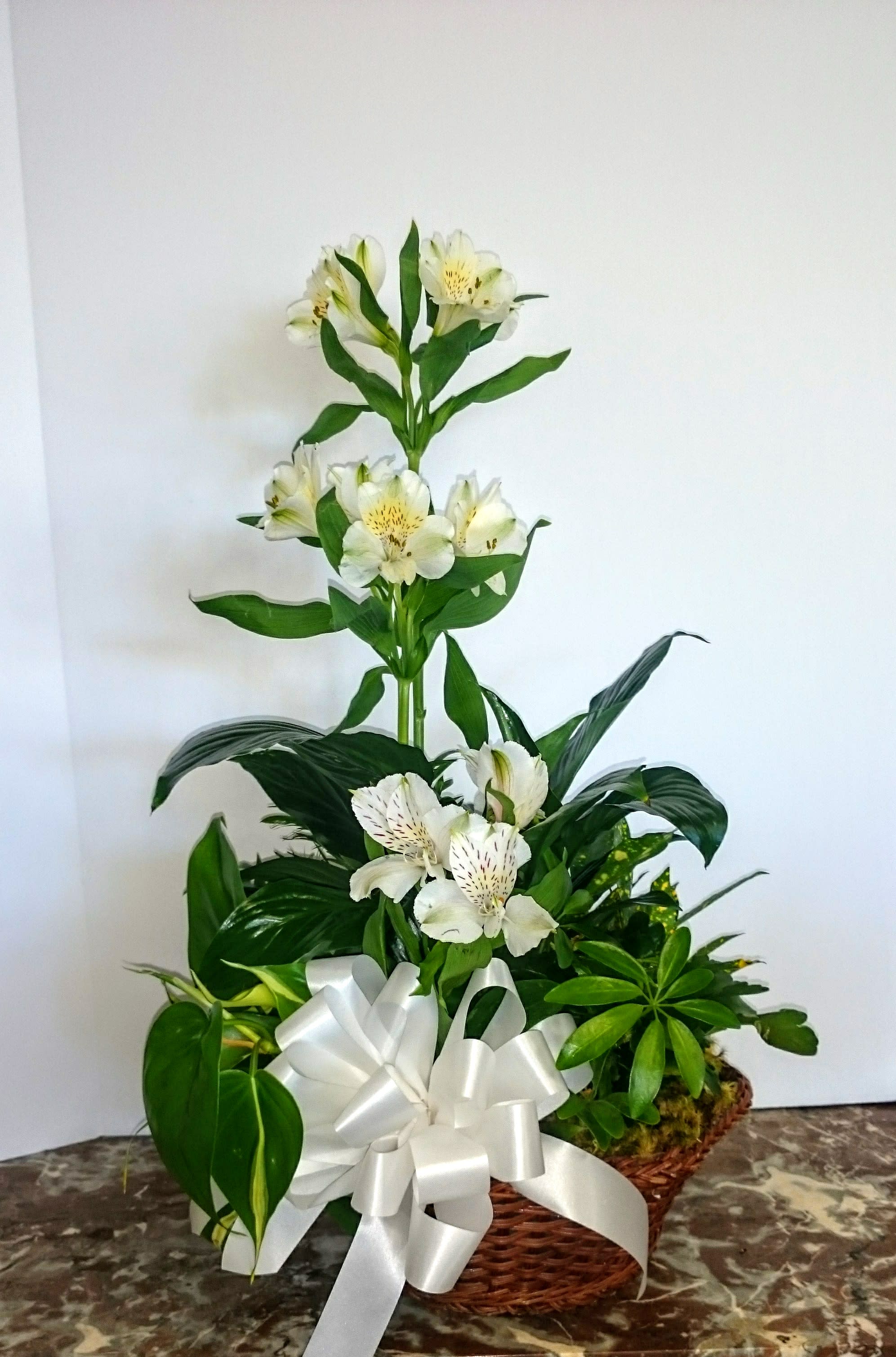 The Living Garden - A living garden for your home or any occasion!  A beautiful basket fill with Spathiphyllum, Schefflera, Philodendron, and Croton or similar plants accented with Alstroemeria or similar flowers and a bow. 