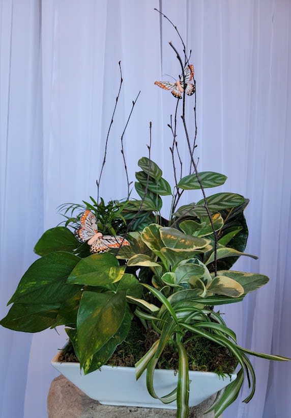 Dish Garden Planter - Mixture of green plants planted into a vessel with various decorative elements added to create a gift for any occasion.