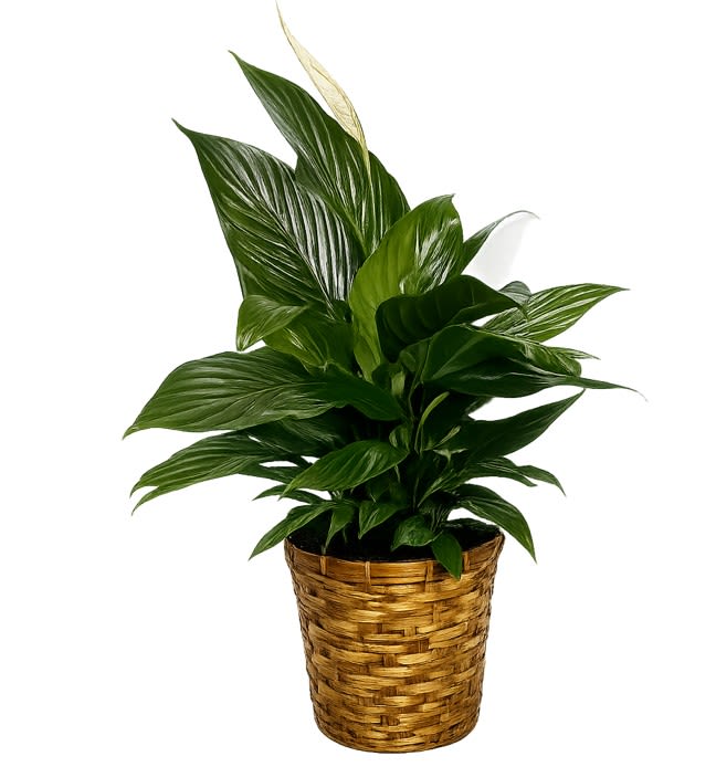 Peace Lily - Standard - Also known as a Spathiphyllum, this dark leafy plant with its delicate white blossoms makes a simply elegant gift. There's nothing small about the sentiment delivered along with this pretty plant.  A brilliant green spathiphyllum is delivered in a natural wicker basket. Long live elegance!  Approximately 22" W x 29 1/2" H  Orientation: N/A  As Shown : T105-1A