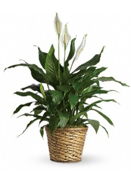 Peace Lily Large - Simply Elegant Spathiphyllum - Known for its indoor beauty and ability to clear the air of contaminants, this brilliant green plant with dazzling white blossoms makes a perfect gift for almost any occasion. low-maintenance. High quality. Bet you never knew delivering elegance could be this simple.