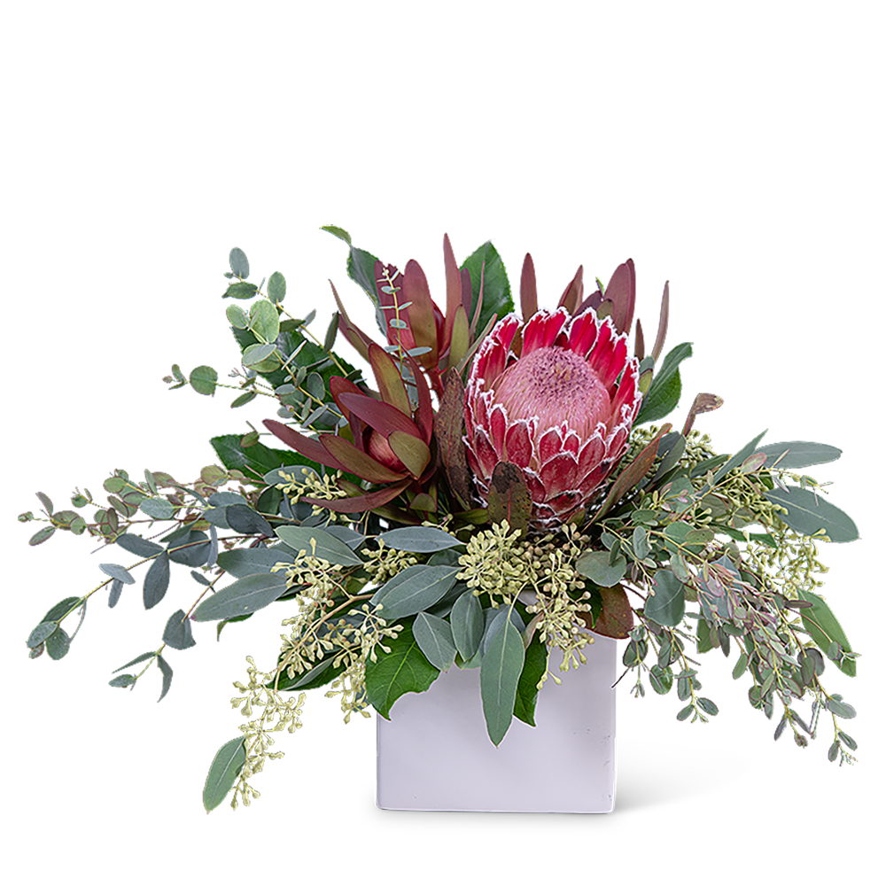 Pink protea arrangement in a white square vase
