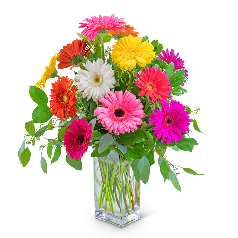 Colorful gerbera daisy bouquet in a clear glass vase