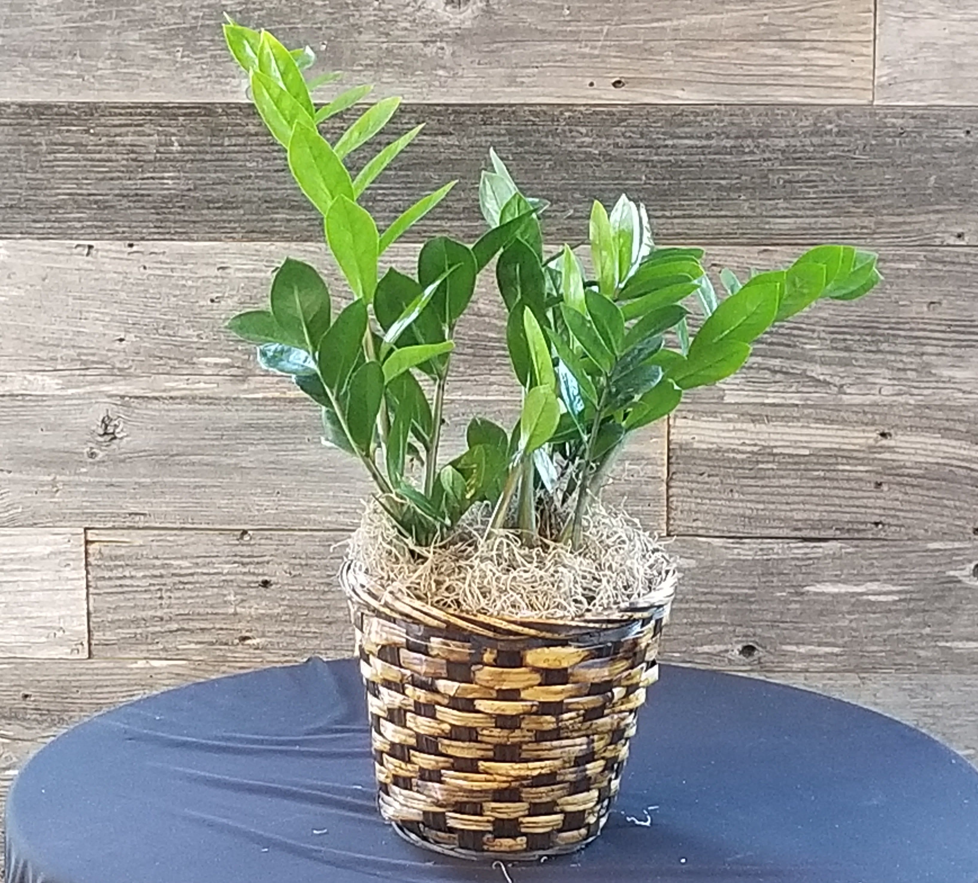 ZZ Plant  - A easy care thick leafed plant. 