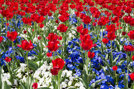 Field of red tulips with blue and white flowers