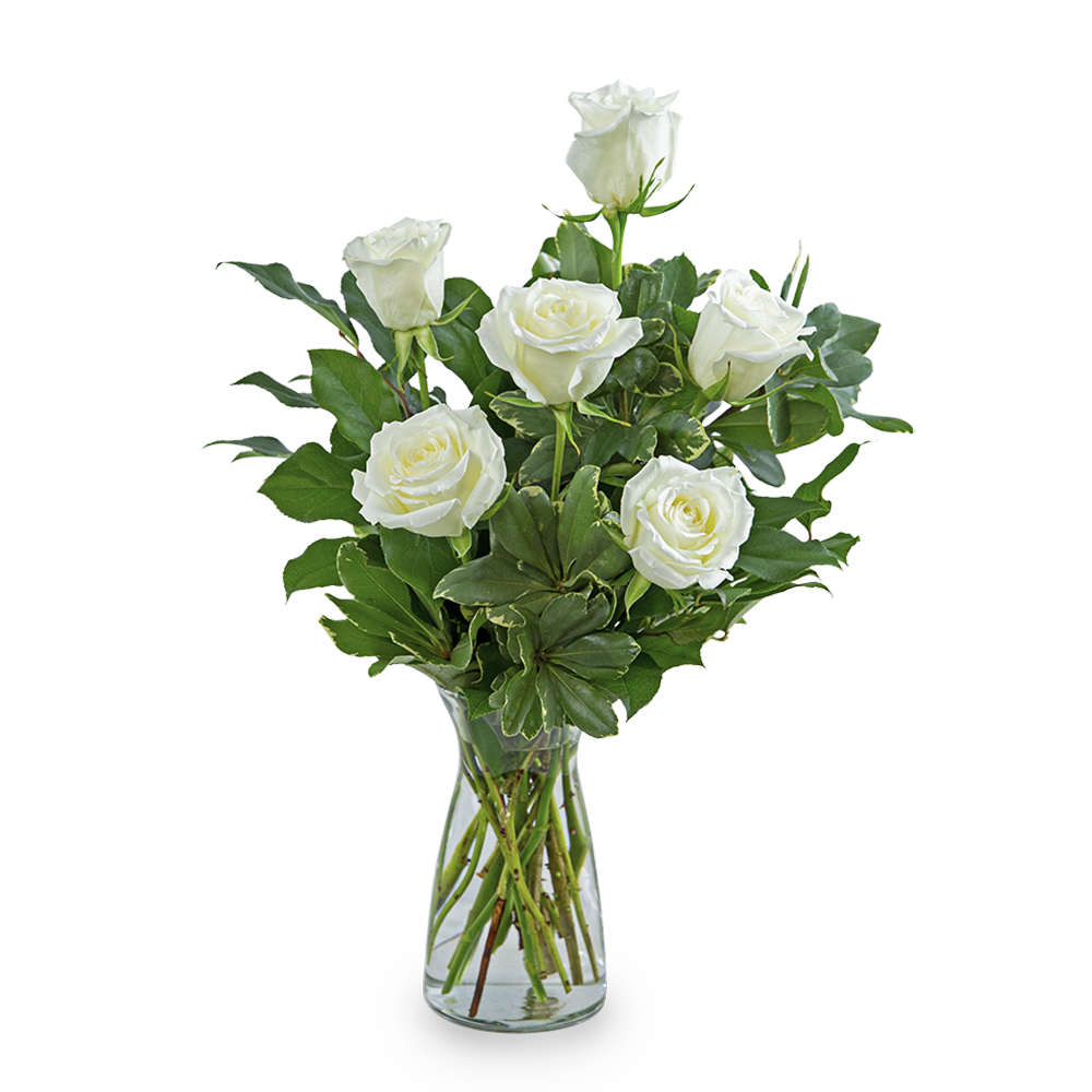 White Roses (6) - White roses symbolize purity, innocence, and new beginnings. They can both convey respect and express hope for the future. Send chic white roses to celebrate a special occasion, convey gratitude, or to say thank you. This half dozen white rose arrangement, along with premium foliage, will be sure to make someone's day very special.