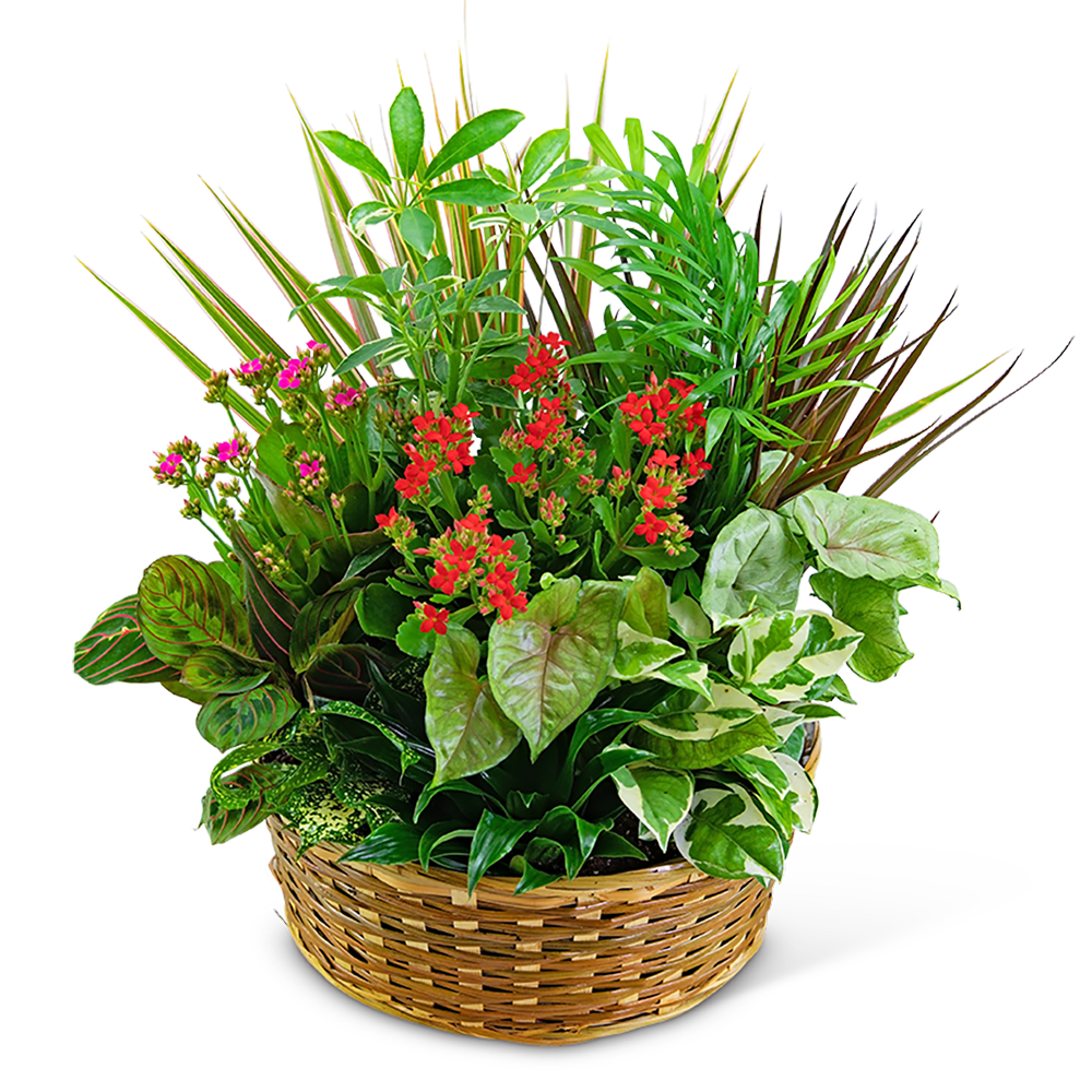 Large Blooming Dish Garden - Plants are the perfect gift to say happy birthday, get well, or thinking of you! Our large blooming dish garden will brighten anyone's day. This mixture of green foliage and blooming plants in a woven basket is easy to care for and long-lasting. *Plant types may vary based on availability. 