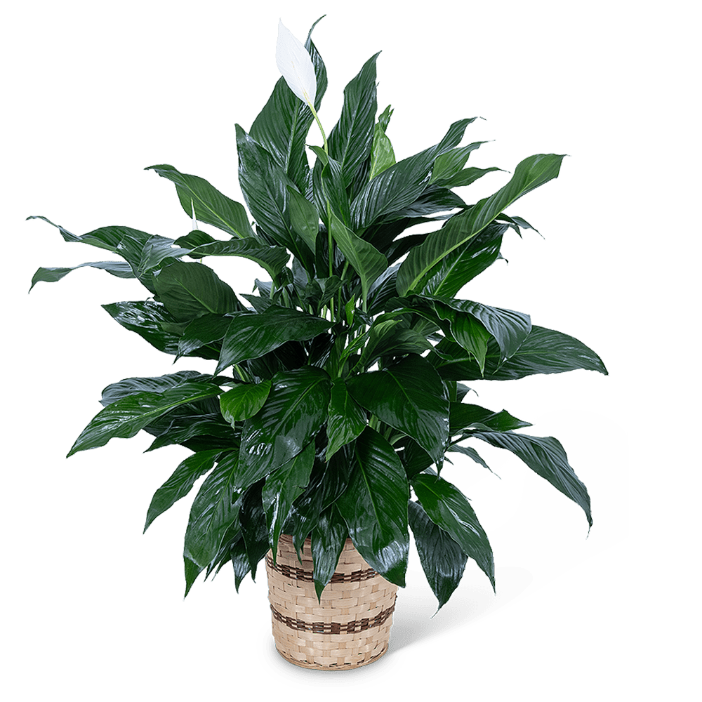 Potted peace lily plant with a white bloom in a woven basket