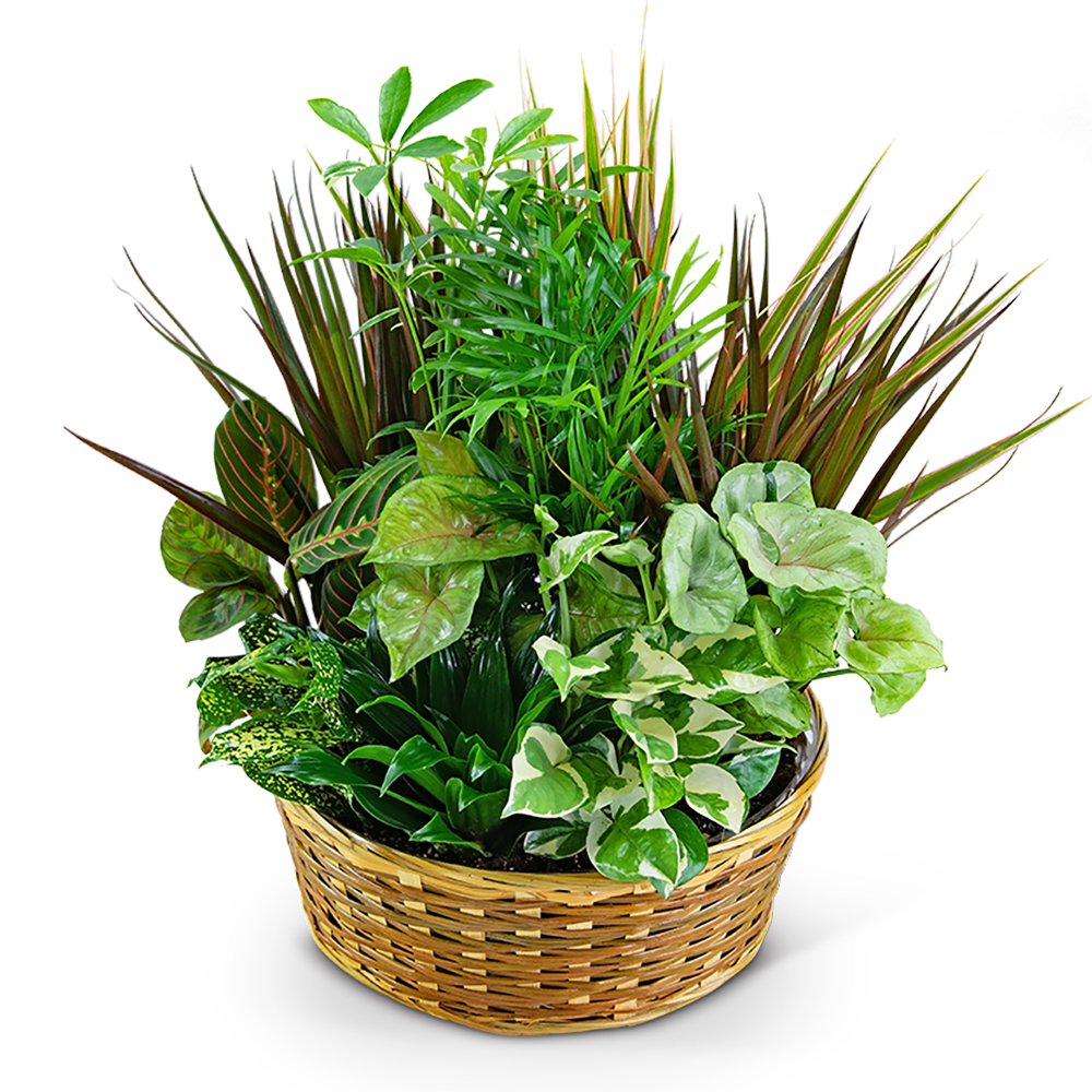 Basket of assorted green houseplants with varied leaf shapes