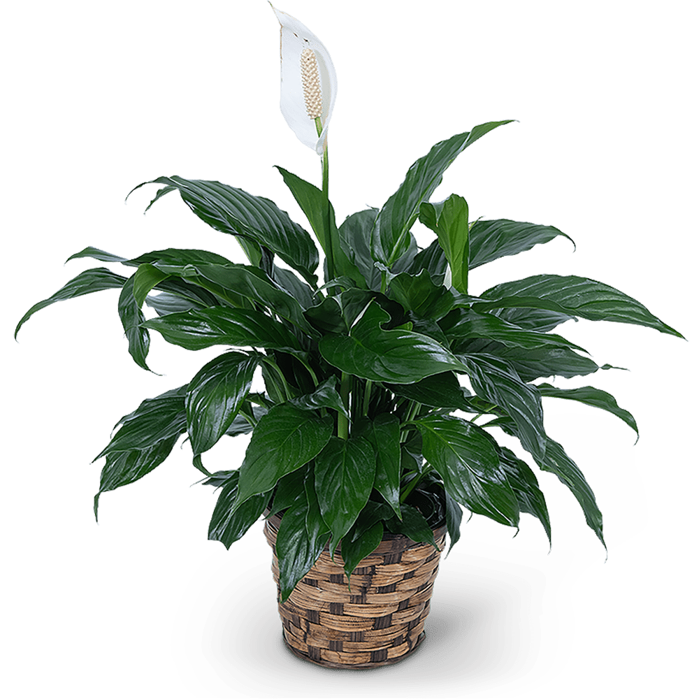 Potted peace lily plant with a white bloom in a woven basket