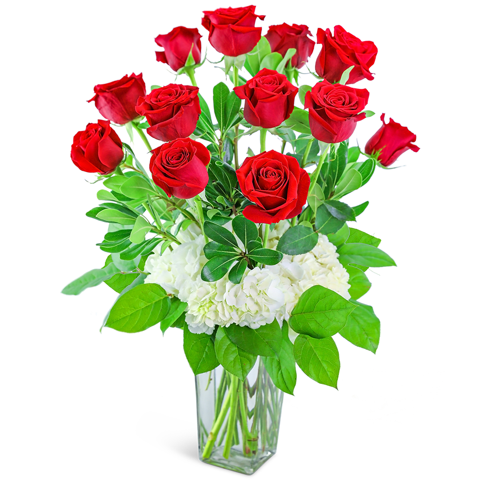 Red roses arranged in a clear glass vase with white hydrangeas