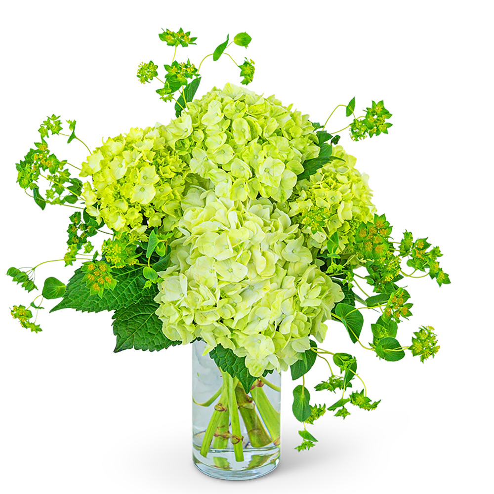 Lime-green hydrangea arrangement in a clear glass vase