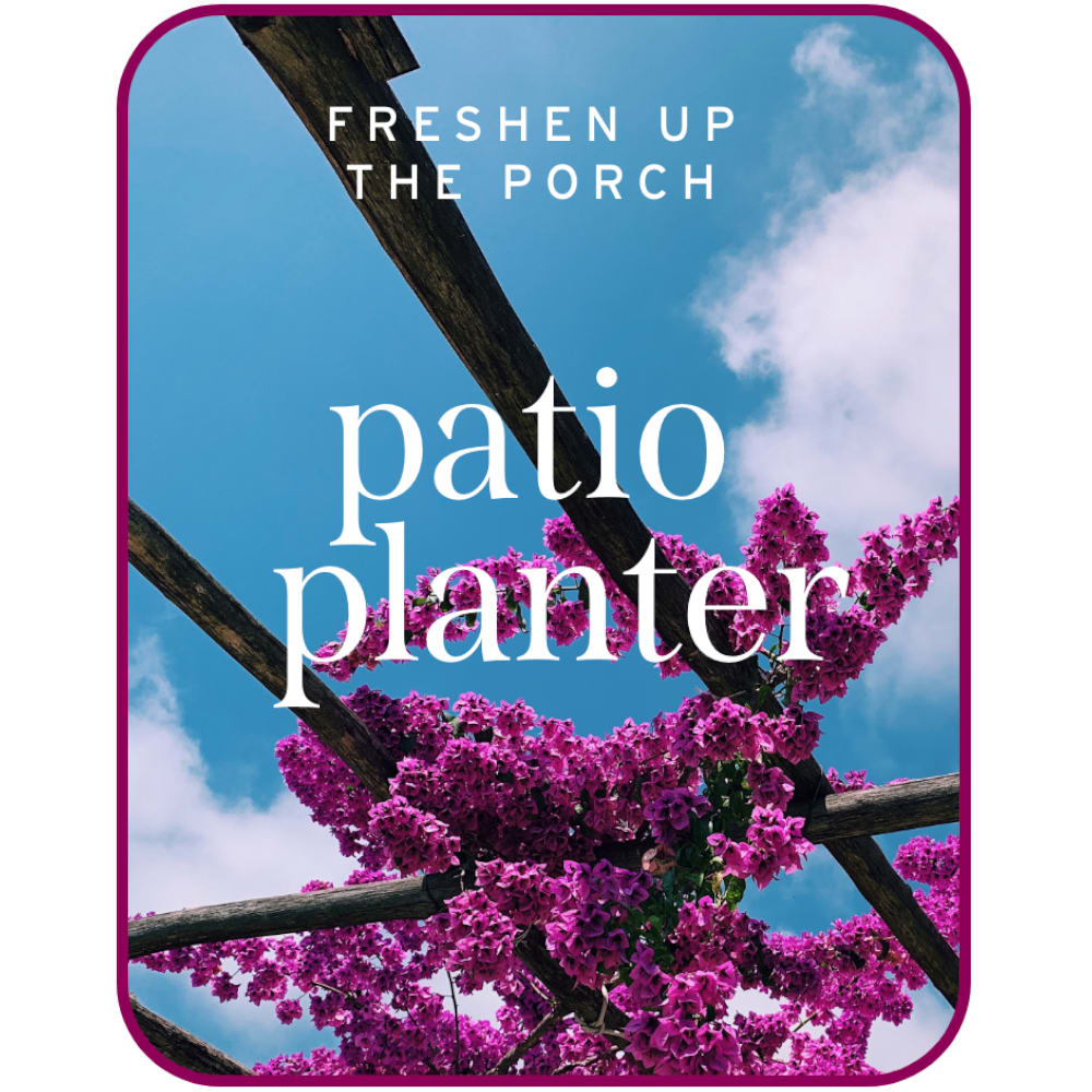 Magenta flowers climbing a wooden pergola against a blue sky.