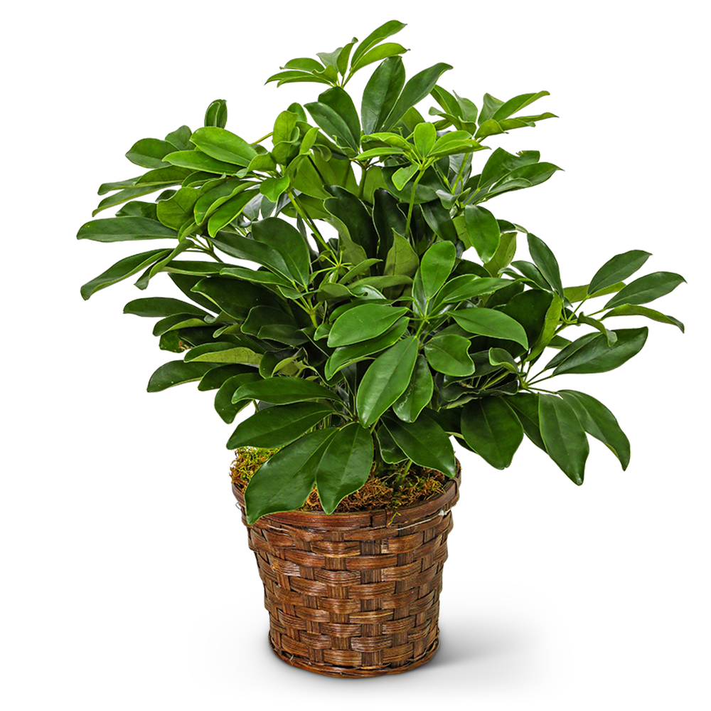 Potted green houseplant in a woven basket planter
