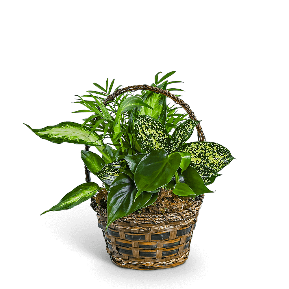 Basket of assorted green houseplants in a woven container