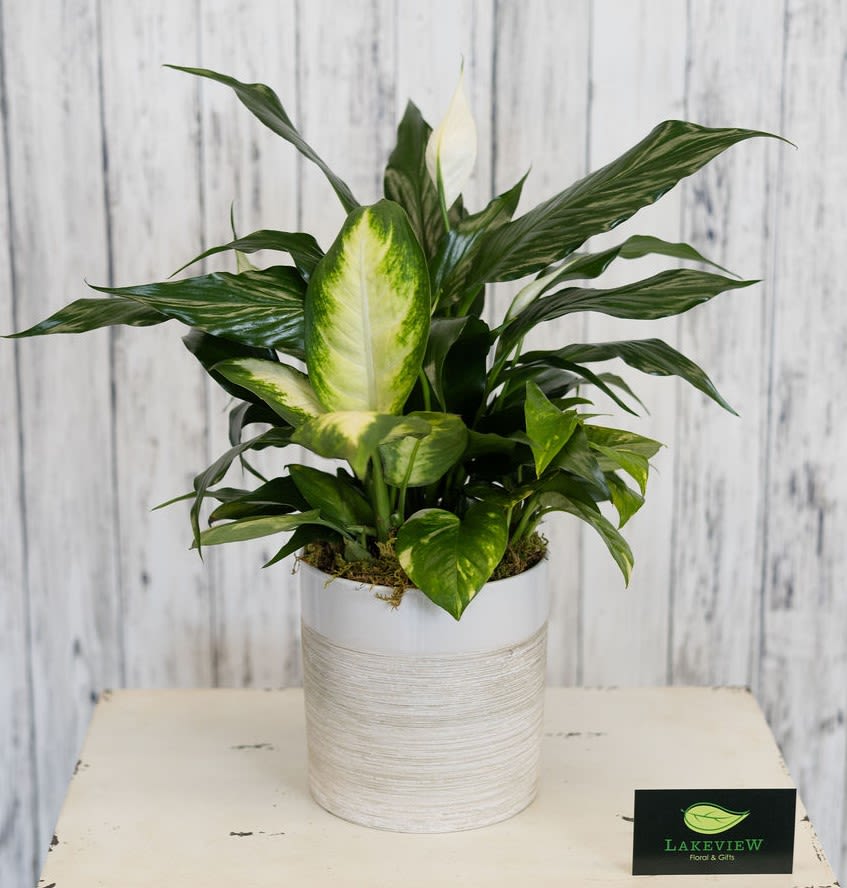 Studio - Plants are presented in a white cylindrical ceramic pot with a subtle textured finish, lending a modern, understated elegance that suits home, office, or bedside.  These easy-care plants require minimal attention, making them an ideal housewarming, thank you, or long-term comfort gift for someone who would welcome living greenery.  Approximate Dimensions: 12" H x 8" W