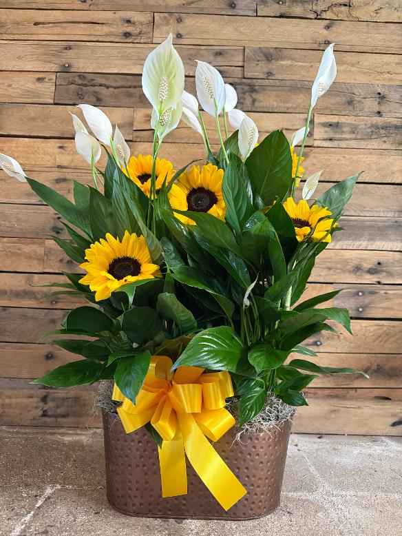 Sunflowers and white peace lilies in a brown container with a yellow ribbon