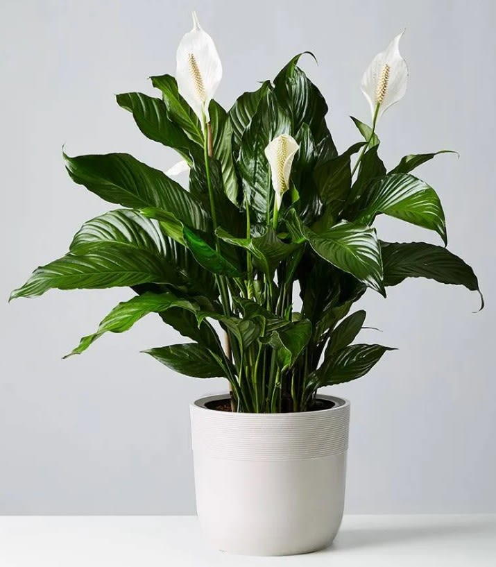 Potted peace lily with white blooms in a white planter