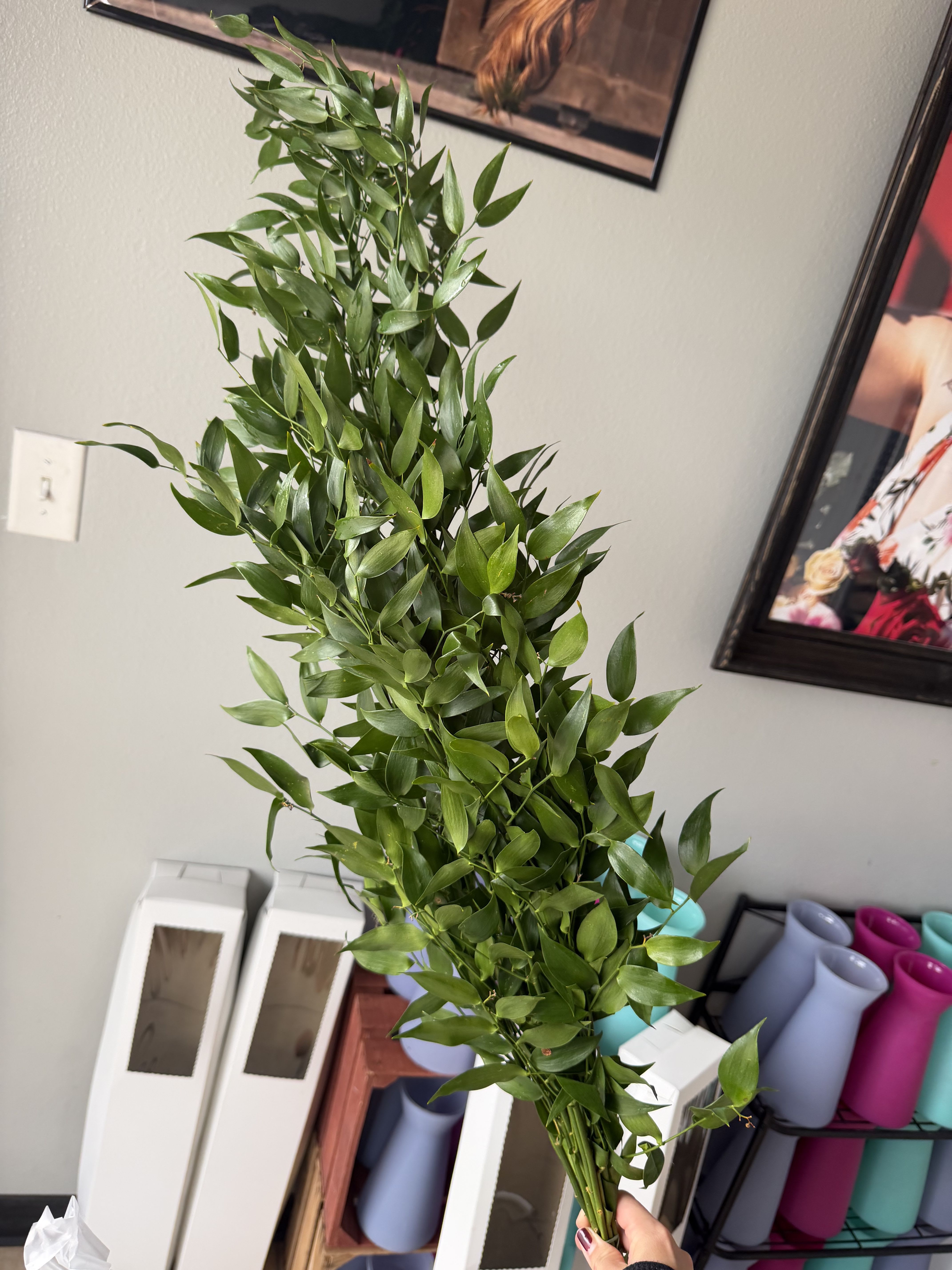 Italian ruscus  - Glossy Italian ruscus brings clean, airy movement to any floral project - perfect as a tall filler greenery for wedding arches, ceremony décor, or a minimalist everyday arrangement. As a foliage-focused piece for wedding and event design, this bunch naturally reads as botanical texture that complements roses, seasonal blooms, or stands alone when you want a green, modern look.  Each bunch features long, narrow pointed leaves on gathered stems that fan upward into a loose, natural silhouette; there are no blooms, just vibrant green foliage that adds height and flow. Use it to weave through archways, layer into centerpieces, or tuck into tall vases for a sculptural accent. The casual, textural feel makes the recipient feel seen and soothed - a fresh, elegant way to mark a wedding, housewarming, or thoughtful everyday moment.