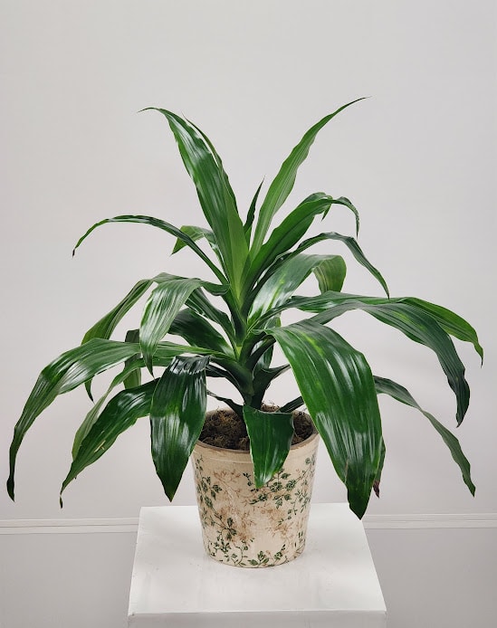 6" Dracena Plant - Select this 6" dracena plant in a ceramic container. Containers may vary.