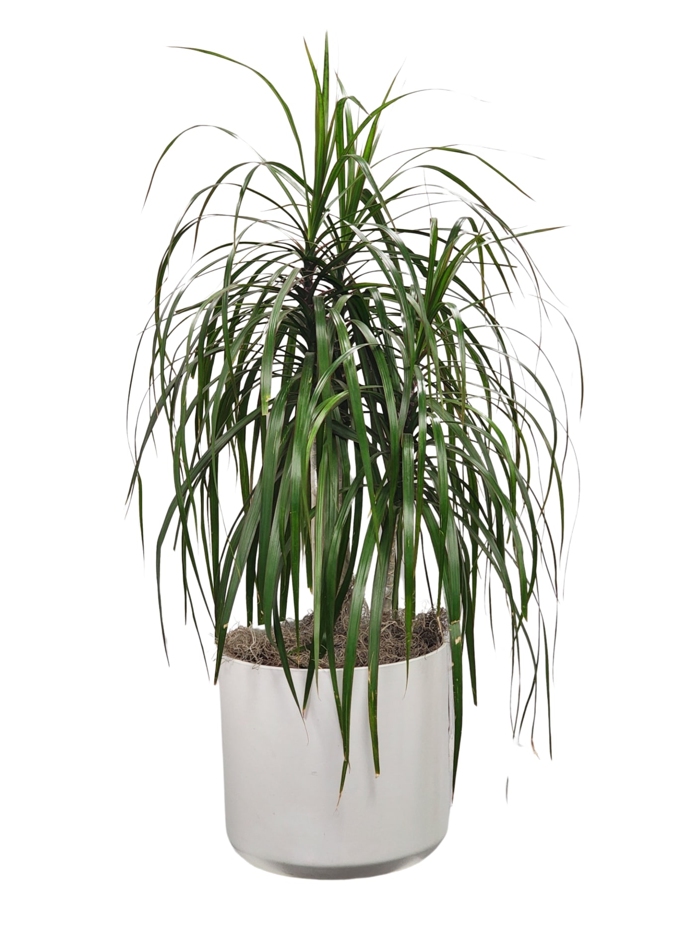 Potted dracaena plant with long arching green leaves in a white container