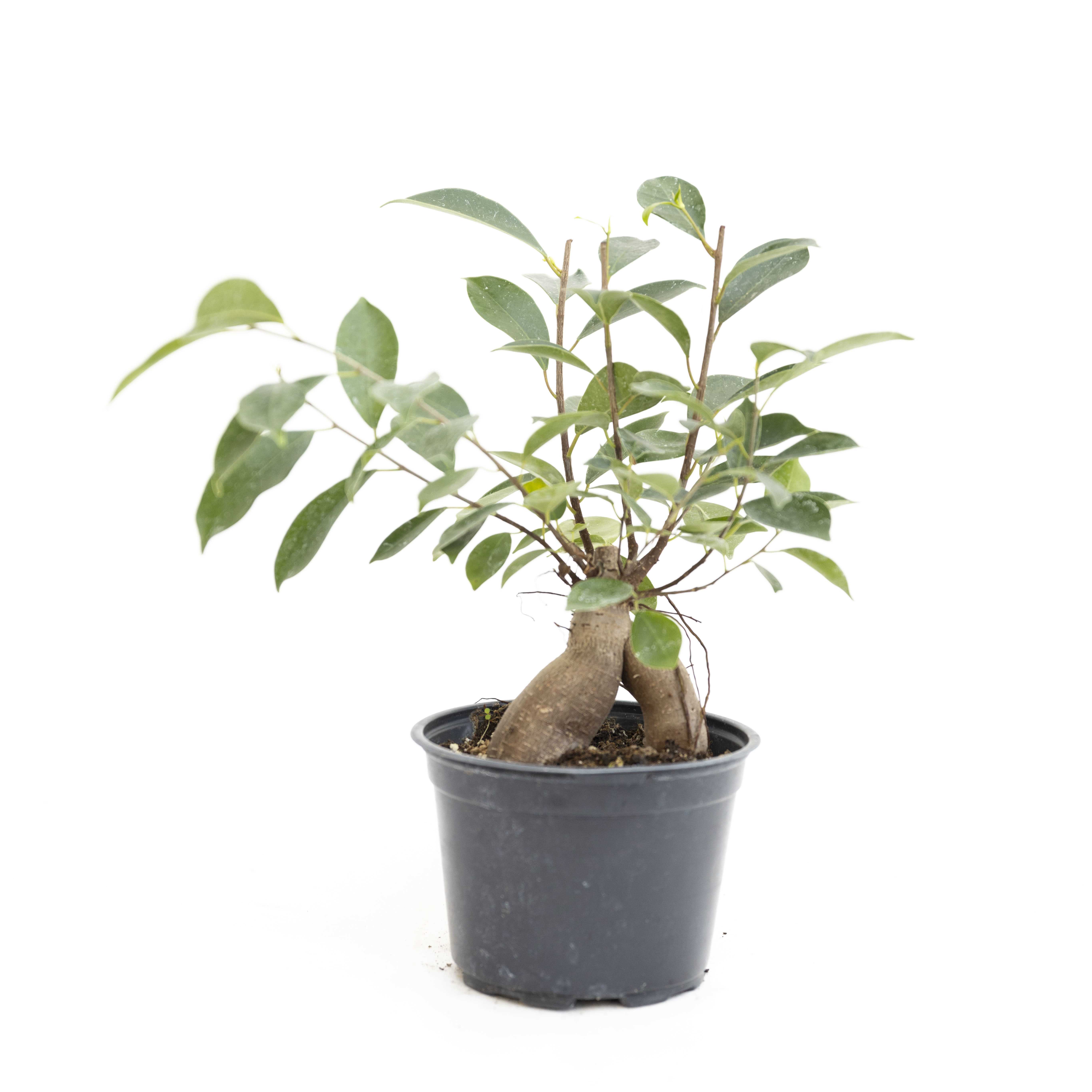 Potted bonsai-style plant with a thick trunk and green leaves