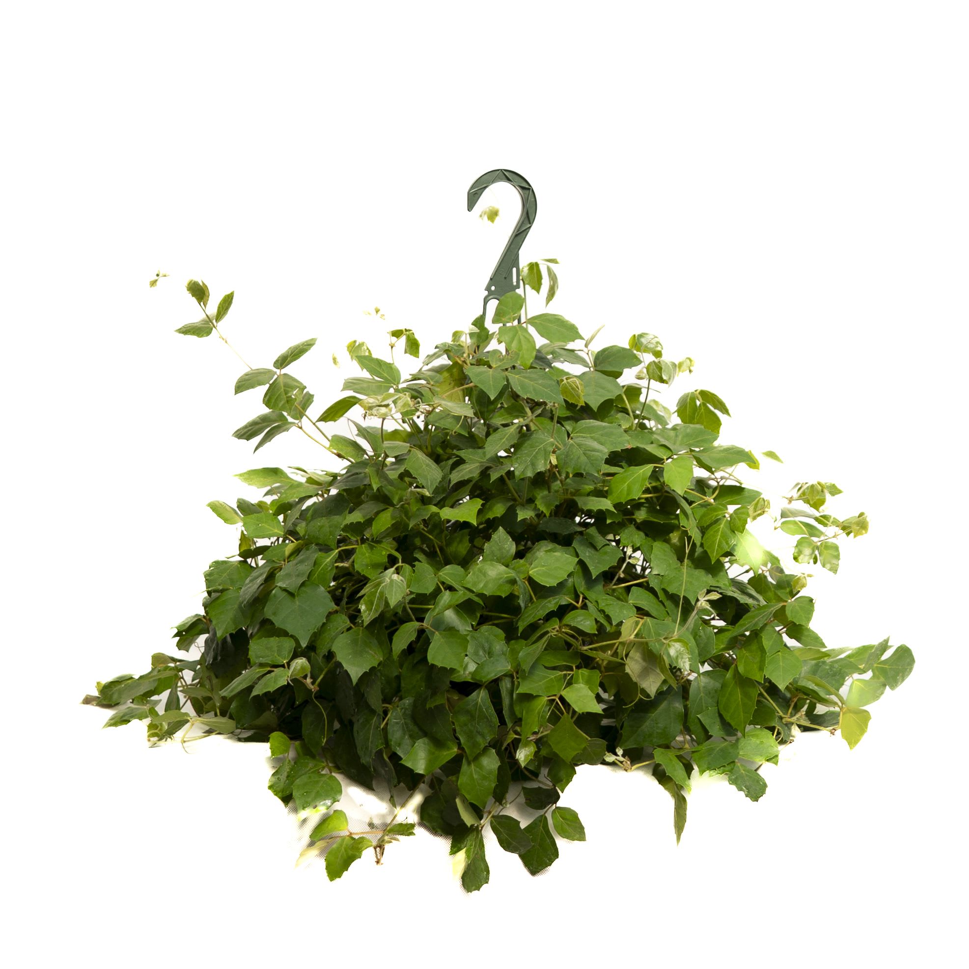 Hanging basket of dense green ivy with a metal hook