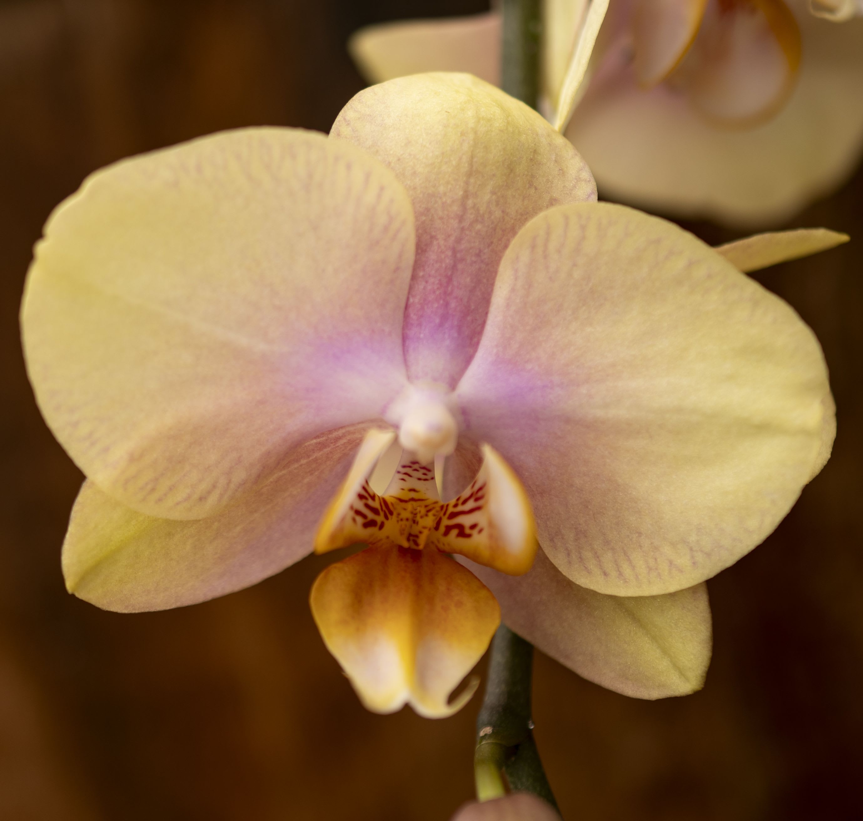 Close-up of a pale pink and yellow orchid bloom