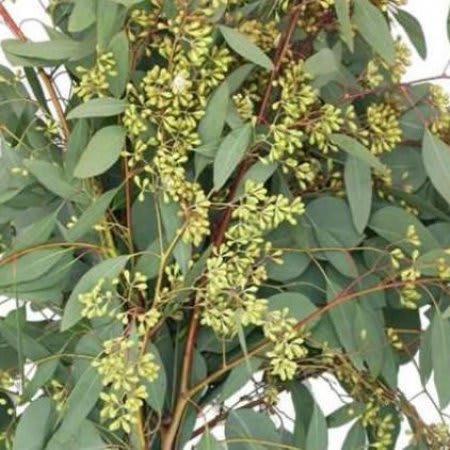 Close-up of leafy branches with clusters of small pale yellow-green buds