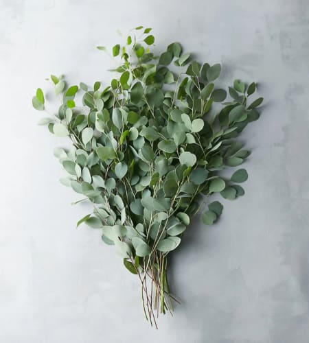 Bundle of eucalyptus branches with round green leaves