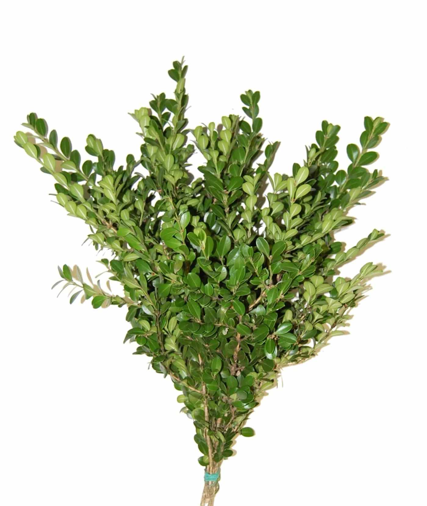 Bundle of fresh green foliage stems tied together against a white background